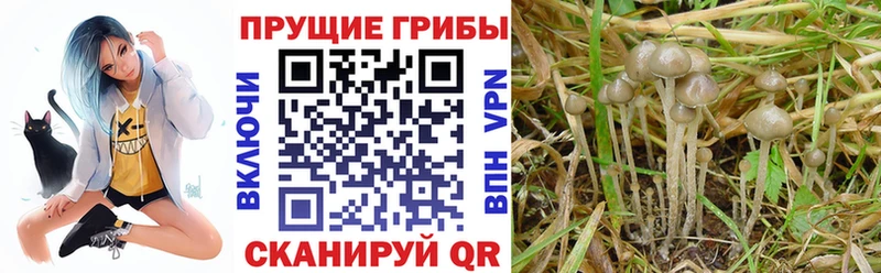 Галлюциногенные грибы мухоморы Орехово-Зуево